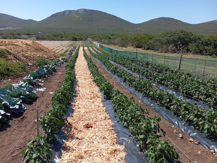 4 Bedroom Property for Sale in Gouritsmond Rural Western Cape